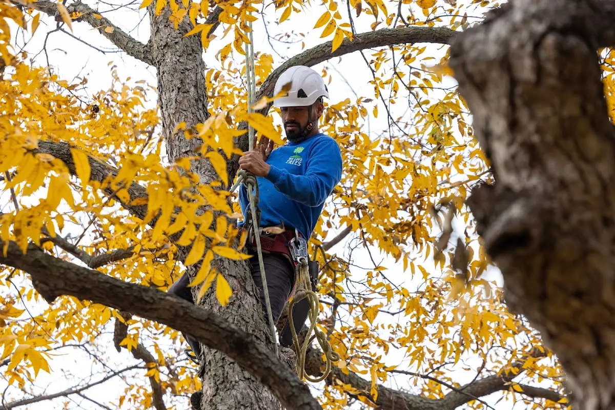 Skilled Storm Damage Cleanup crew working in Middletown